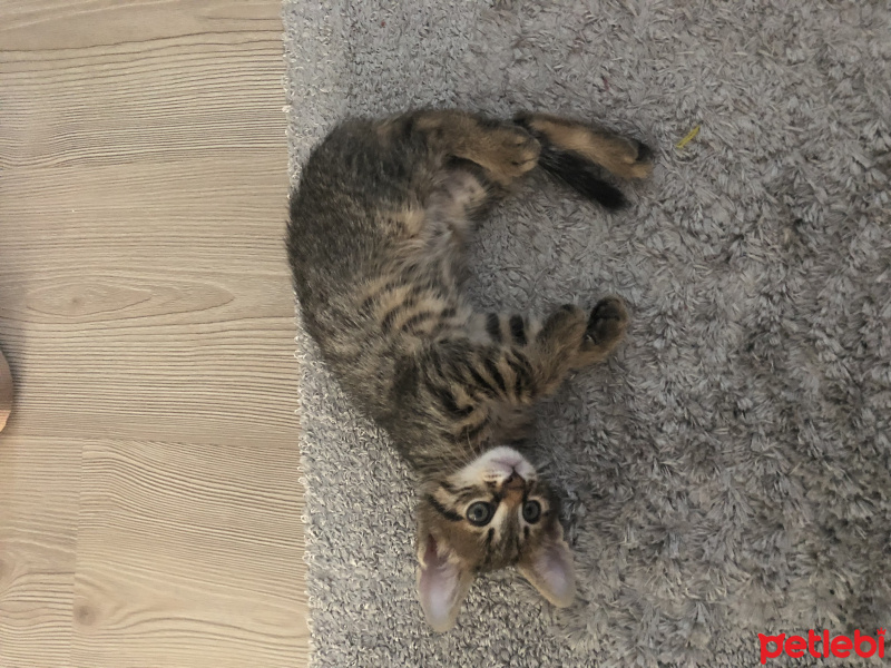 Tekir Kedi, Kedi  Fındık fotoğrafı