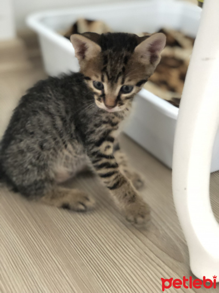 Tekir Kedi, Kedi  Fındık fotoğrafı