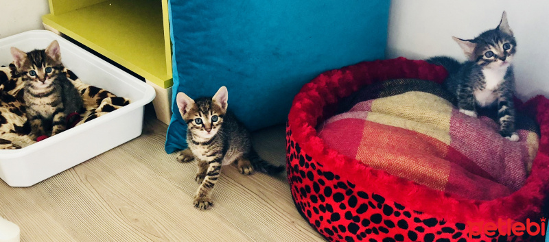 Tekir Kedi, Kedi  Fındık fotoğrafı