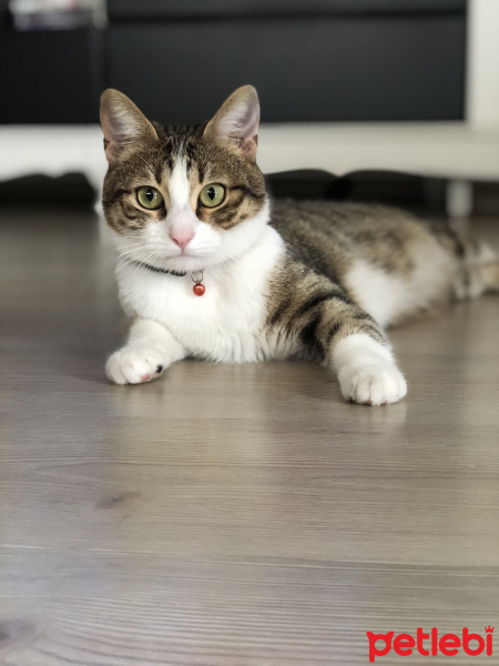 Tekir Kedi, Kedi  Minnoş fotoğrafı