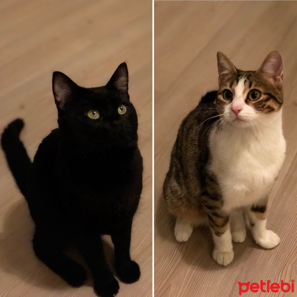 Tekir Kedi, Kedi  Minnoş fotoğrafı