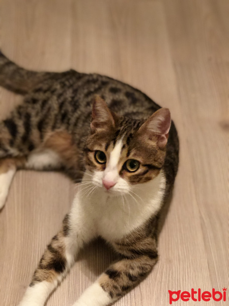 Tekir Kedi, Kedi  Minnoş fotoğrafı