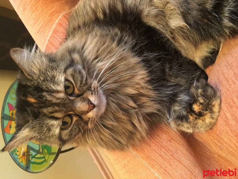 Tekir Kedi, Kedi  Kunduz fotoğrafı