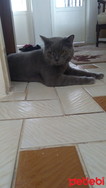 British Shorthair, Kedi  Duman ve Mişa fotoğrafı