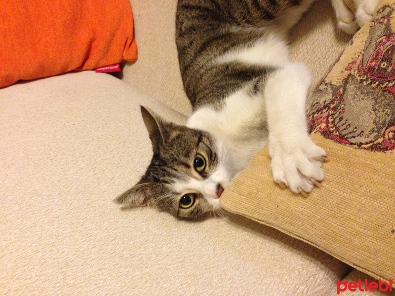 Tekir Kedi, Kedi  şurup fotoğrafı