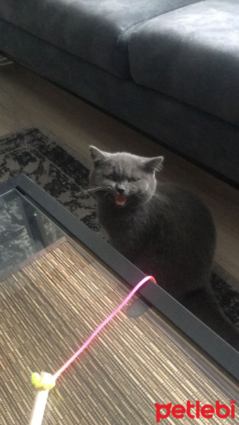 British Shorthair, Kedi  misha fotoğrafı