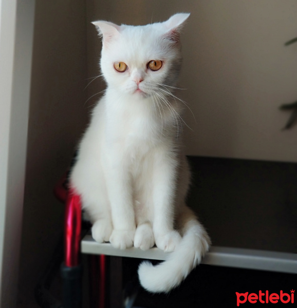 Scottish Fold, Kedi  Lila fotoğrafı