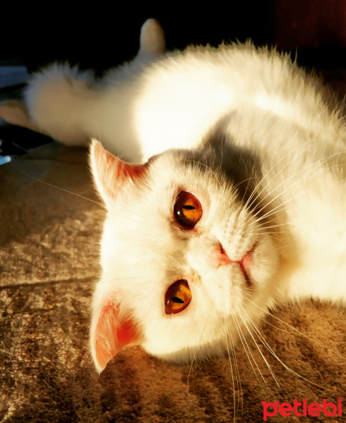 Scottish Fold, Kedi  Lila fotoğrafı