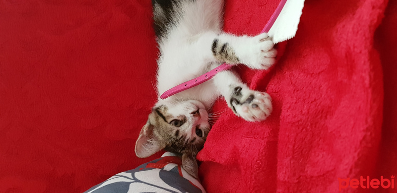 Tekir Kedi, Kedi  Tarçın fotoğrafı