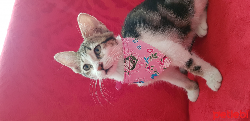 Tekir Kedi, Kedi  Tarçın fotoğrafı