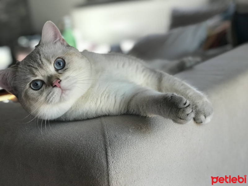 British Shorthair, Kedi  Odin fotoğrafı