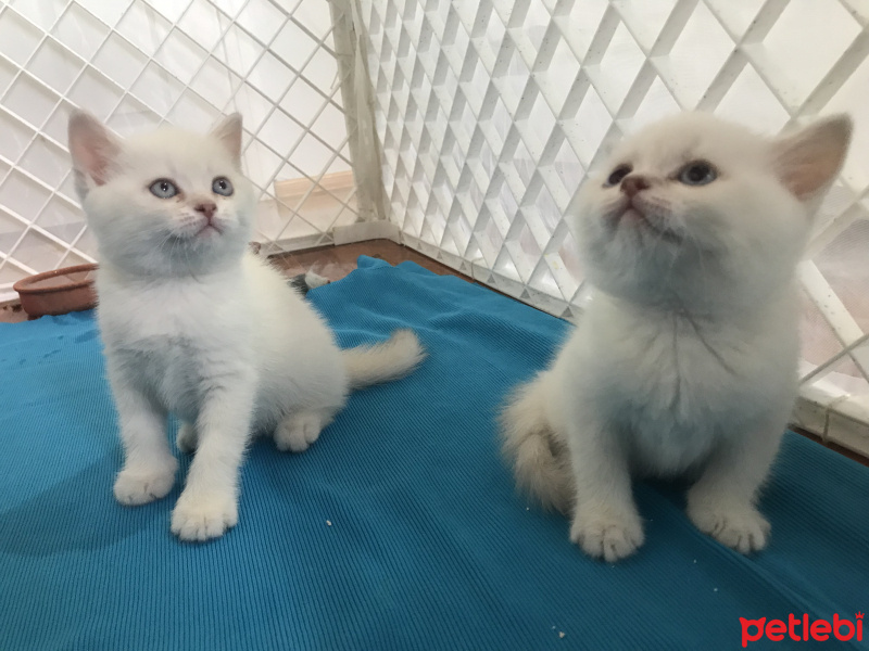 British Shorthair, Kedi  Odin fotoğrafı