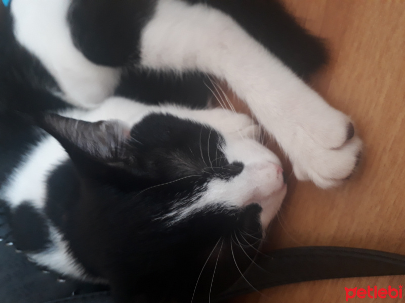 Tekir Kedi, Kedi  Lina fotoğrafı