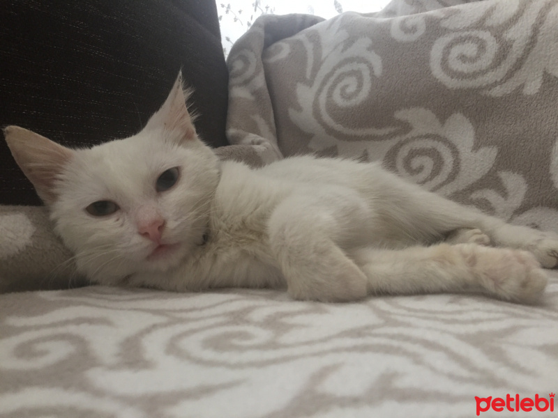 Van Kedisi, Kedi  Marvel fotoğrafı