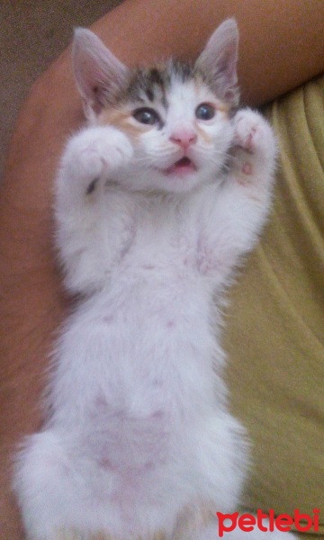 Tekir Kedi, Kedi  Nova fotoğrafı