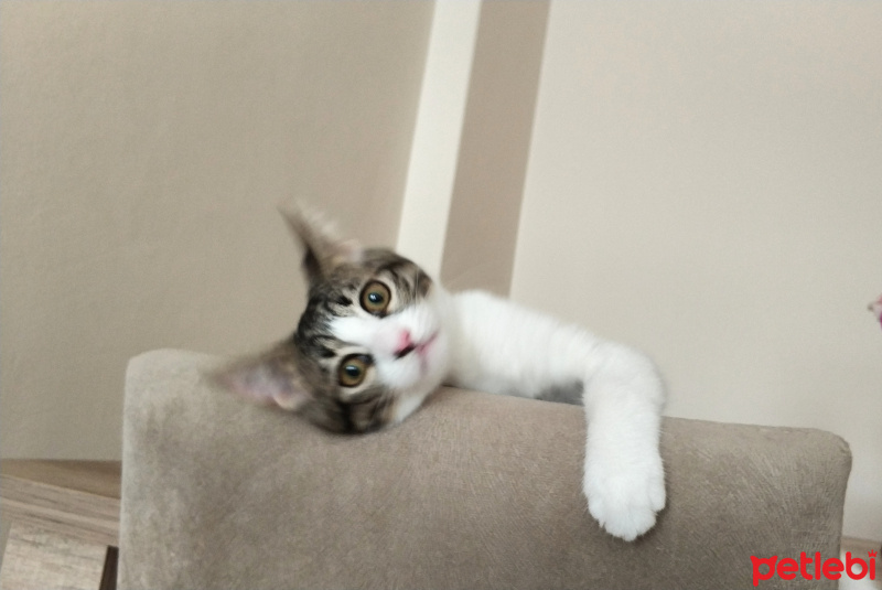 Tekir Kedi, Kedi  Çiko fotoğrafı