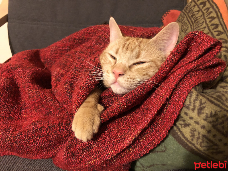 Soke, Kedi  Kaju fotoğrafı