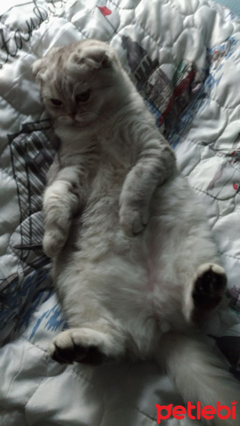 Scottish Fold, Kedi  Pati fotoğrafı
