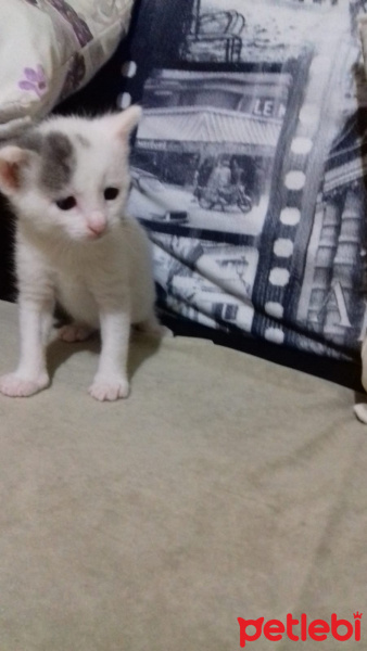 Tekir Kedi, Kedi  Ponçik fotoğrafı