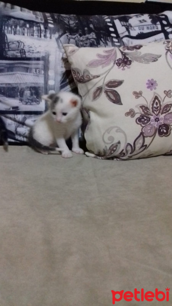 Tekir Kedi, Kedi  Ponçik fotoğrafı