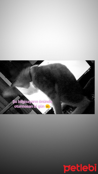 Tekir Kedi, Kedi  limon fotoğrafı