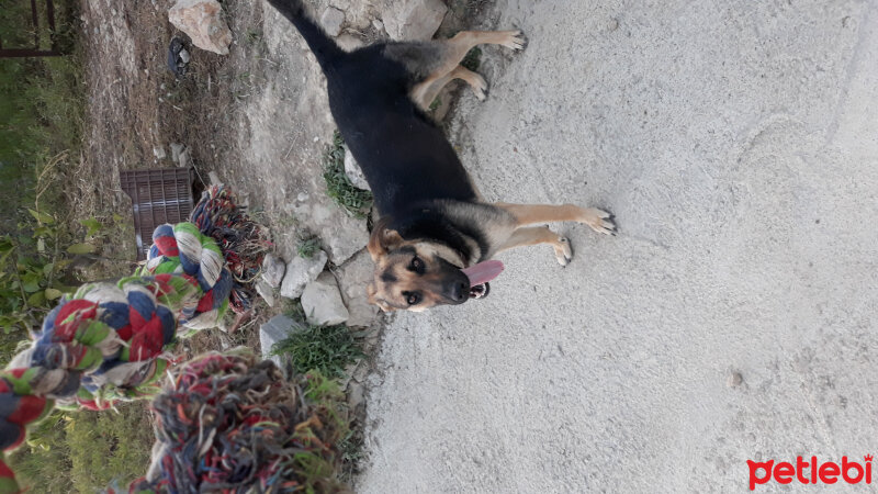 Alman Çoban Köpeği, Köpek  Zeyna fotoğrafı