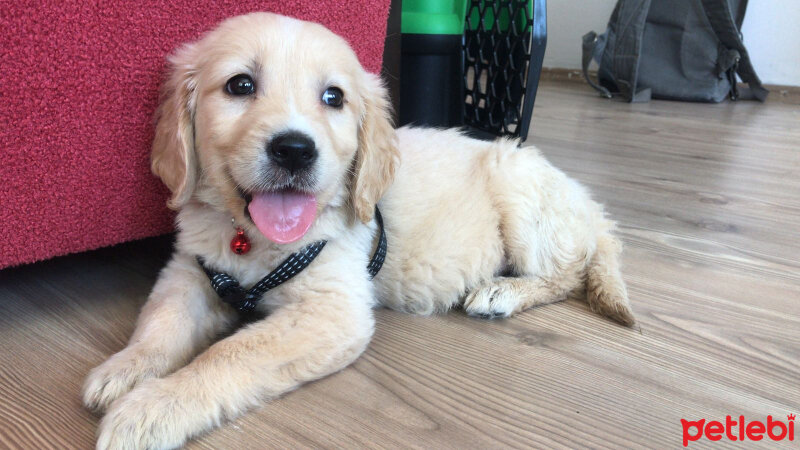 Golden Retriever, Köpek  Waffle fotoğrafı