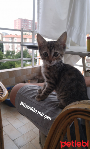 Tekir Kedi, Kedi  Muharrem fotoğrafı