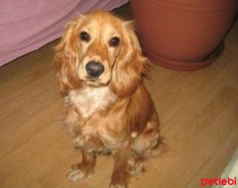 İngiliz Cocker Spaniel, Köpek  Tyson fotoğrafı