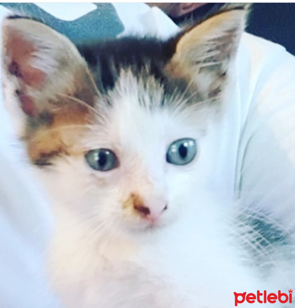 Tekir Kedi, Kedi  minik fotoğrafı