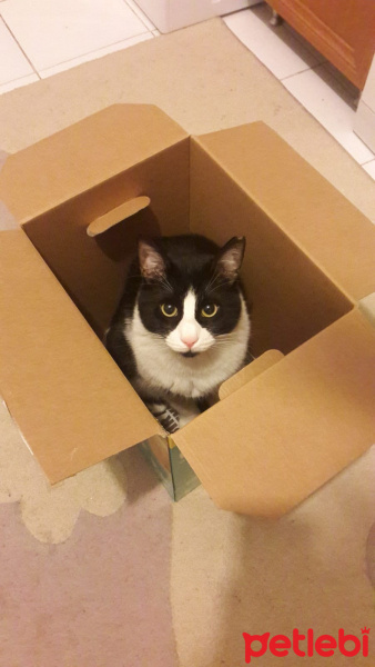 Tekir Kedi, Kedi  Vegas fotoğrafı