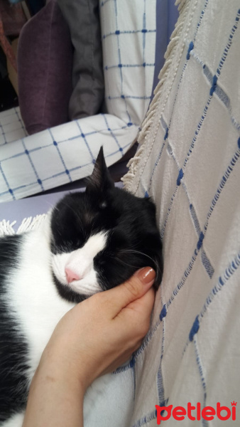 Tekir Kedi, Kedi  Vegas fotoğrafı