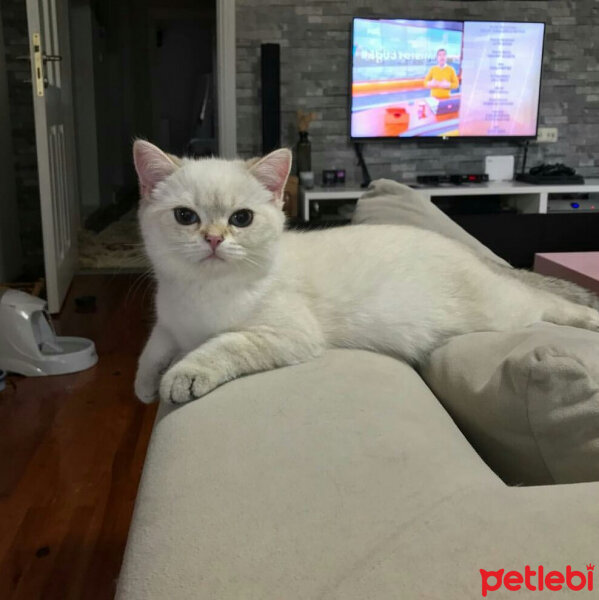 British Shorthair, Kedi  Lima fotoğrafı