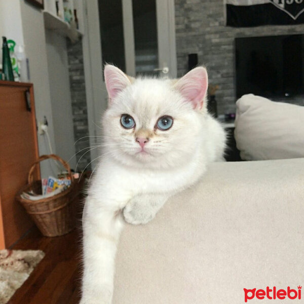 British Shorthair, Kedi  Lima fotoğrafı