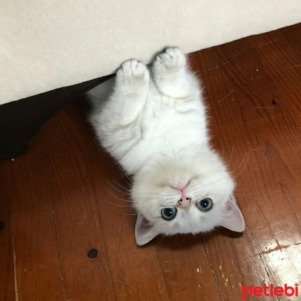 British Shorthair, Kedi  Lima fotoğrafı