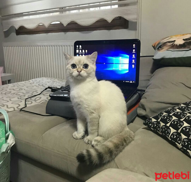 British Shorthair, Kedi  Lima fotoğrafı