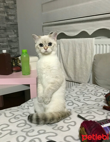 British Shorthair, Kedi  Lima fotoğrafı