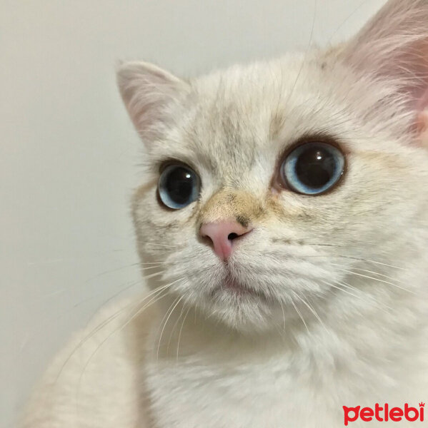 British Shorthair, Kedi  Lima fotoğrafı