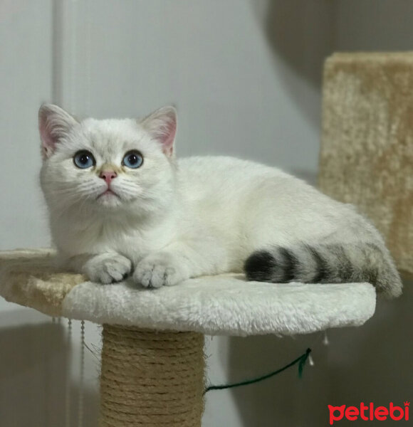 British Shorthair, Kedi  Lima fotoğrafı