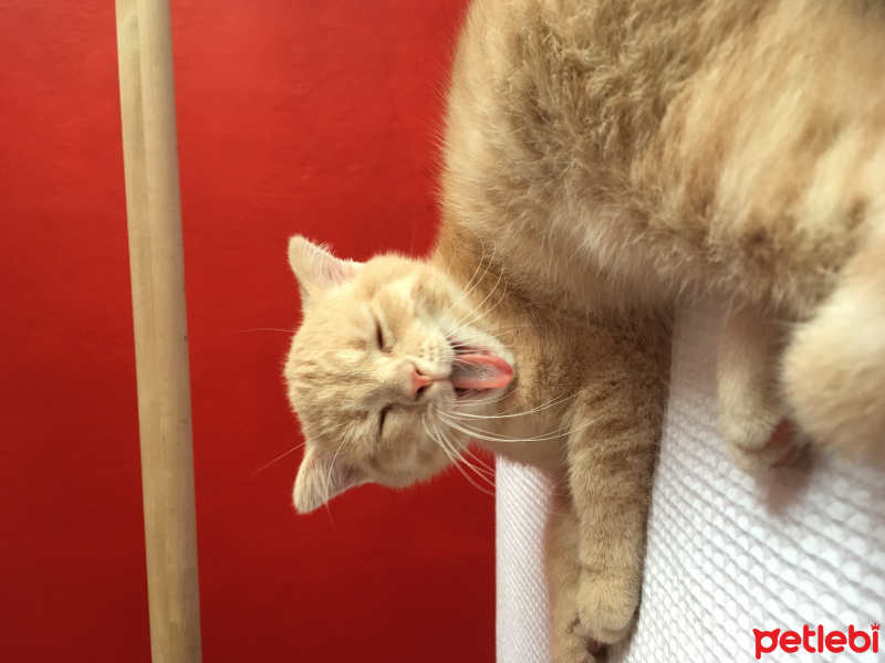 Scottish Fold, Kedi  Haydut fotoğrafı