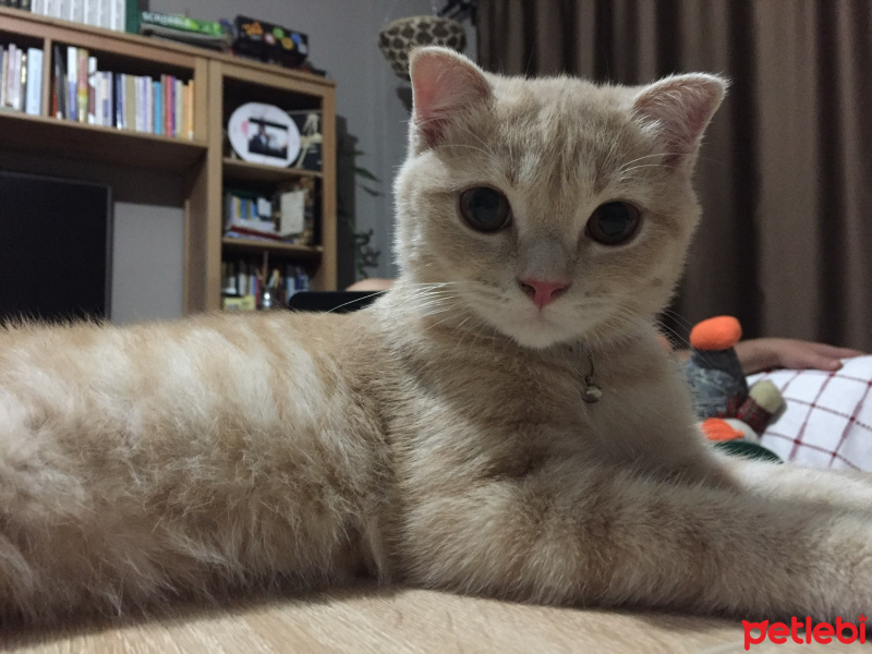 Scottish Fold, Kedi  Haydut fotoğrafı