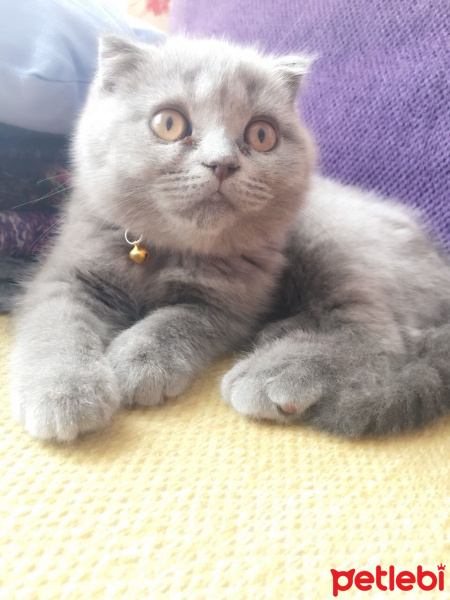 Scottish Fold, Kedi  Mırmır fotoğrafı