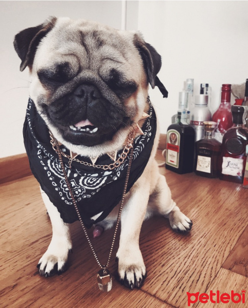 Pug, Köpek  Gofret fotoğrafı