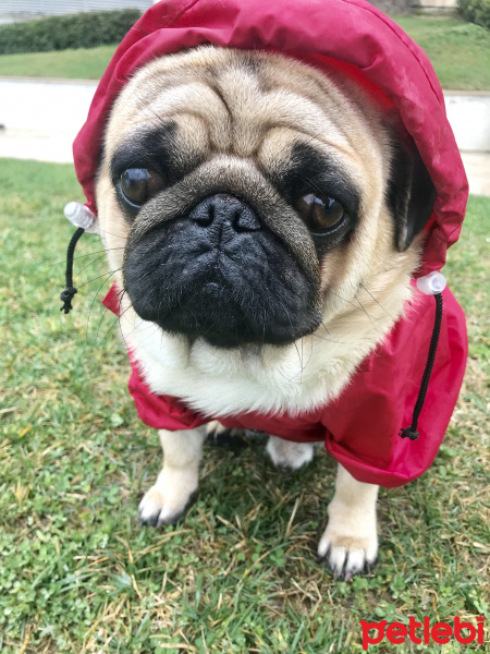 Pug, Köpek  Gofret fotoğrafı