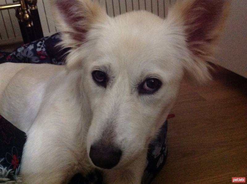 Samoyed, Köpek  Luna fotoğrafı