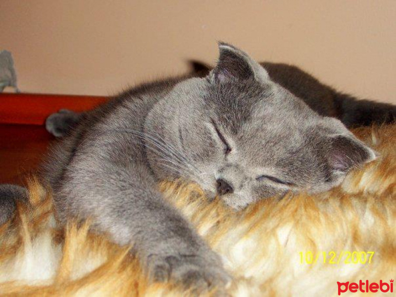 Scottish Fold, Kedi  Rakı fotoğrafı