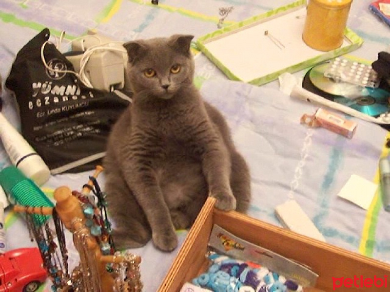 Scottish Fold, Kedi  Rakı fotoğrafı