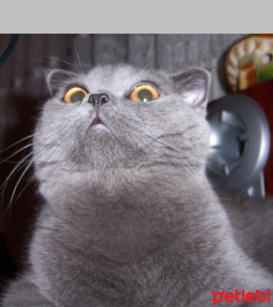 Scottish Fold, Kedi  Rakı fotoğrafı