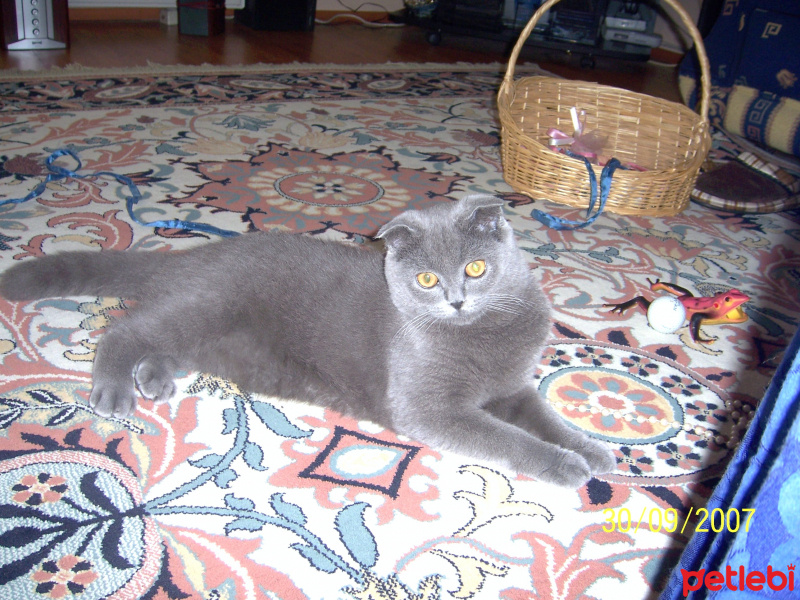 Scottish Fold, Kedi  Rakı fotoğrafı