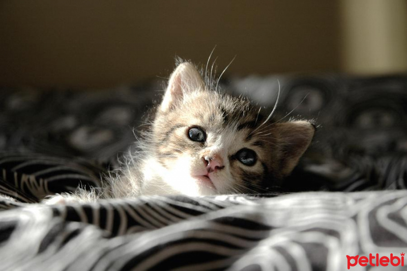 Tekir Kedi, Kedi  Soda fotoğrafı